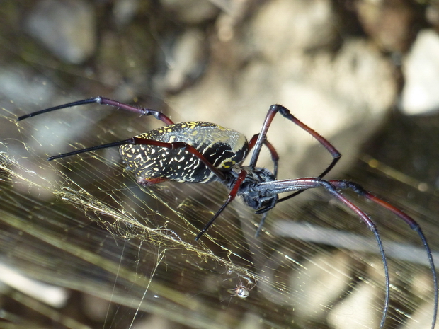 araignée Foniala