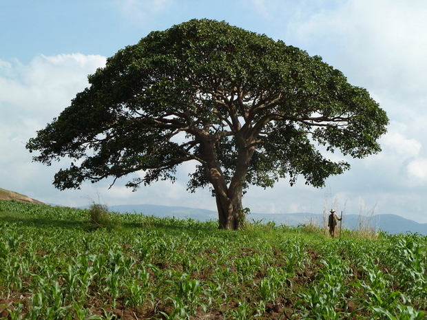 Amontana l'arbre des rois