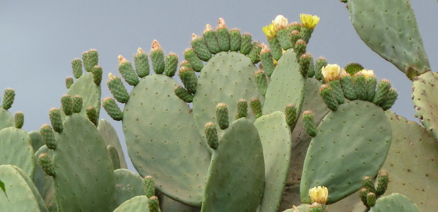 cactus raquette en fleurs