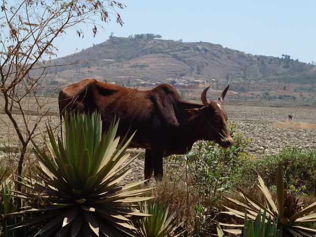 colline Mananjara