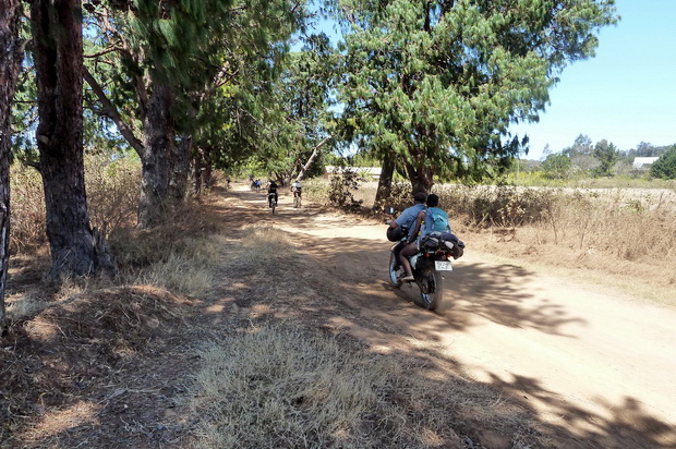 forêt de pins de TSILAMAHANA