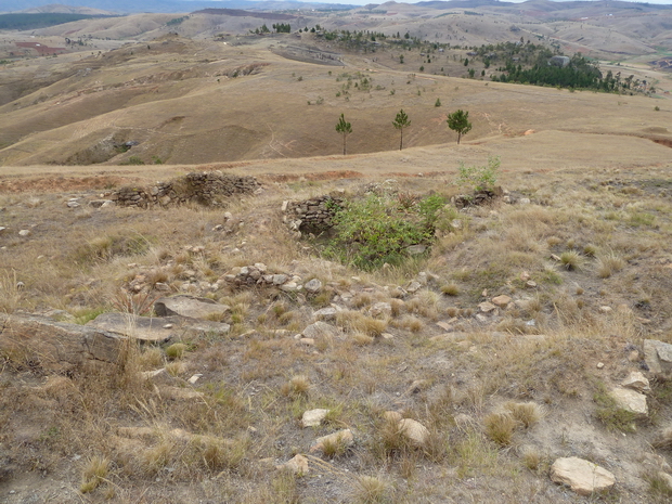 fossés zébus