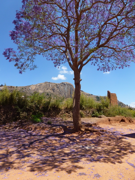 jacaranda en fleur