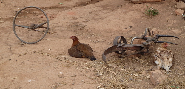 la poule gardienne des lieux