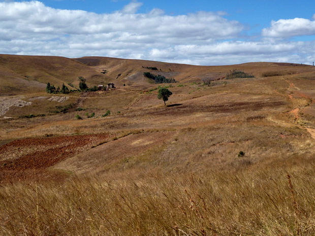 plaine herbeuse