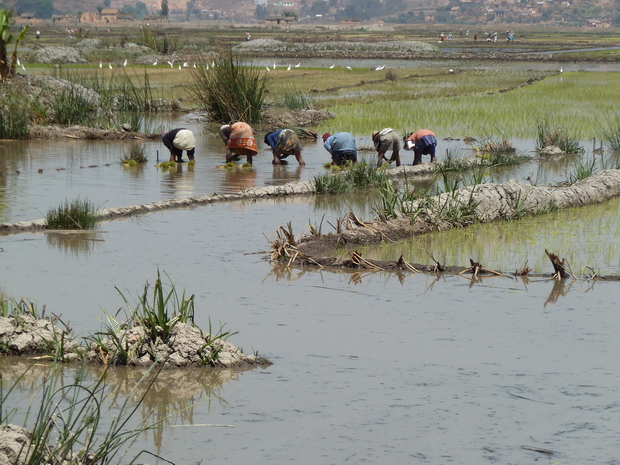 La plaine irriguée du Betsimitatatra, dans laquelle est cultivé l’essentiel de la production de la capitale, en riz de première saison ou vary aloha, bénéficie d’une bonne maîtrise de l’eau et de rendements supérieurs à la moyenne malgache.