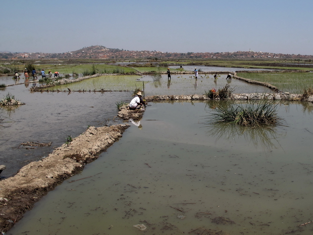  Le riz de première saison ou précoce (vary aloha sur les Hauts plateaux, vary jeby à Marovoay...) est récolté à Madagascar juste avant la saison des pluies en fin d’année