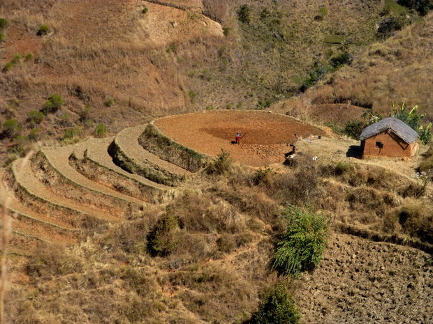 rizière plateau