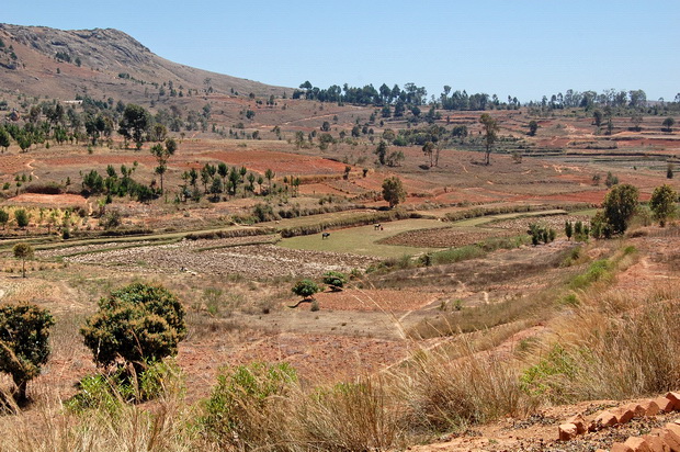 rizières du village de AMBODIRANO
