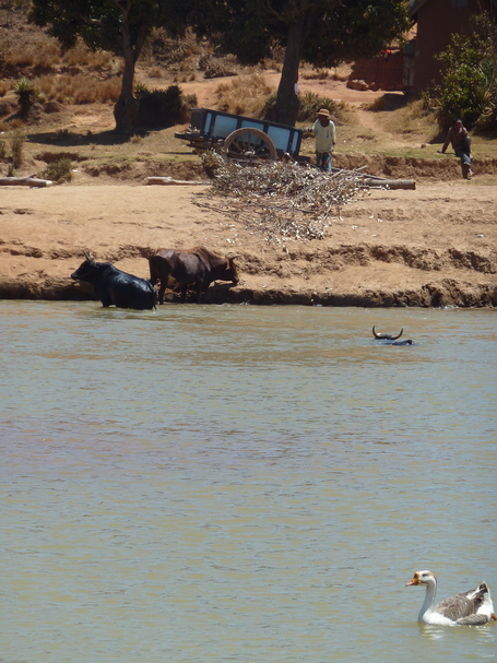 traversée des zébus dans l' Ikopa