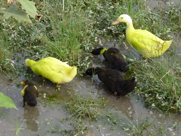 Une nouvelle race de canard..... jaune ceci s'explique dans ce village de AMBOHIMANANJO les habitants exploitent le sisal qui peut être teinté de différentes couleurs