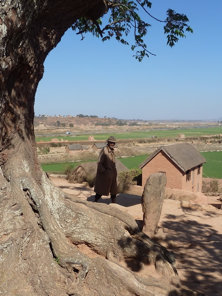 Pierre levée et l'arbre centenaire voandelaka du village Antanjondroa 