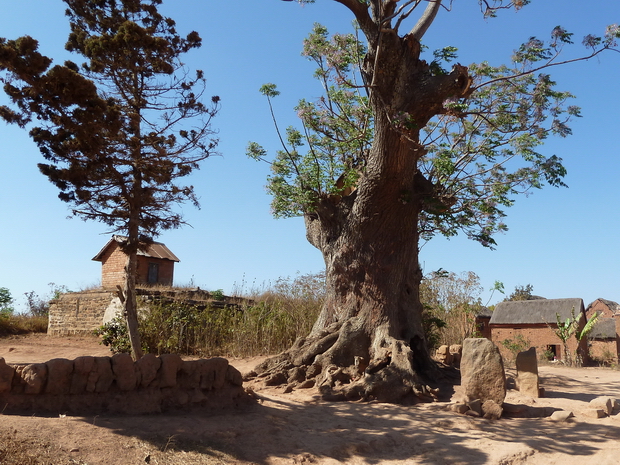 village de Antanjondroa tombeaux d' Andrianarakotobe arbre centenaire voandelaka