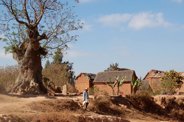 village de Antanjondroa tombeaux d' Andrianarakotobe arbre centenaire voandelaka