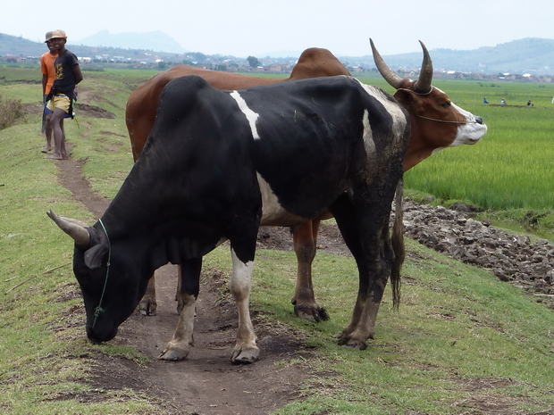 digue et rizières à l' ouest de Ambohitrimanjaka