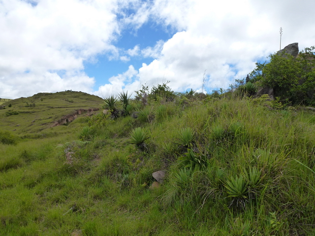 .AMBOHIBOLA 1494 m