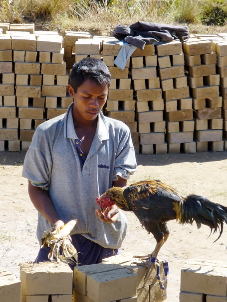 coq de combat nourri par son maitre