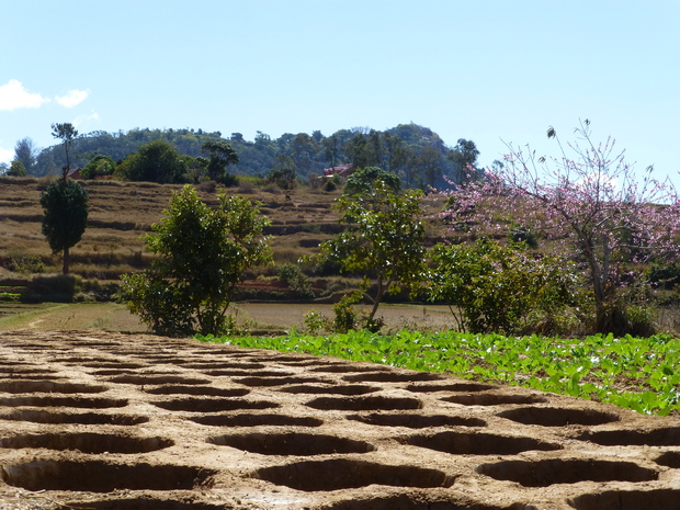 culture du sonjo Ambohimanga en arrière plan 