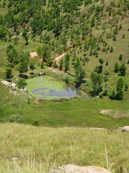 mare aux nénuphares au fond d' une rizière