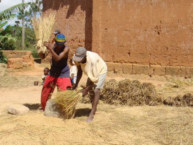 Village d' Ankosy  prise de vue avril récolte du riz à la saison des pluies, avril la 2° récolte, la 1° récolte en décembre séparation du riz et de la paille, battage du riz "mively vary" sur la petite place réservée à cela "famoloana" qui demande une préparation au préalable "lalorina tainomby" qui consiste à enduire le sol d'un mélange de bouse de zébu et d'eau pour retirer les petits cailloux qui pourraient se mélanger au riz