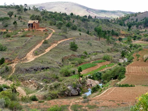 rizières Miadamanjaka derrière le massif Ambohidrazaka