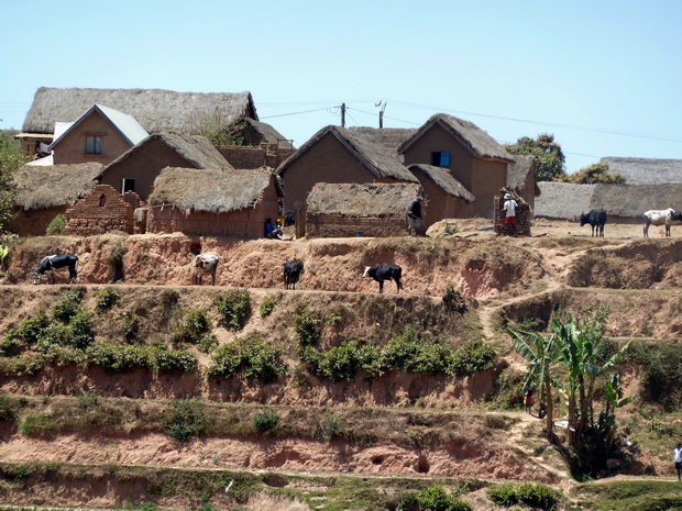 rizière plateau Ambohimiadana