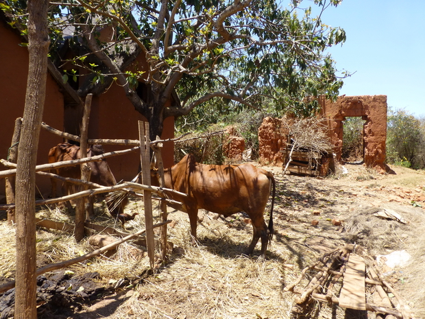 village Ankadivoribe parc à zébus