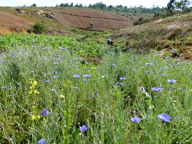 maïs et fleurs