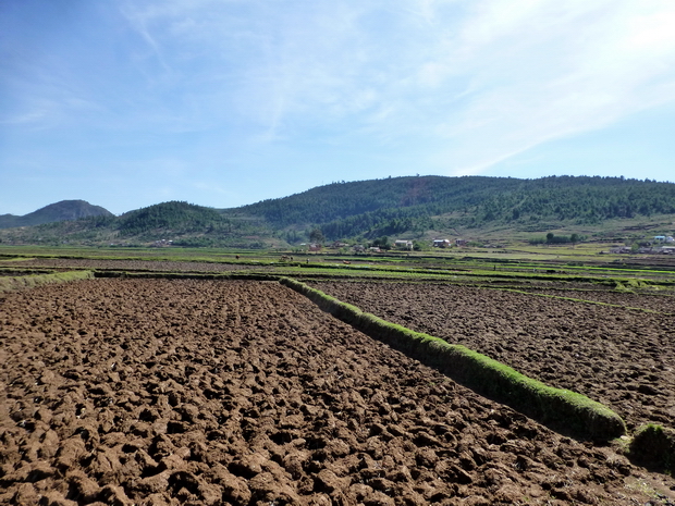 rizières et labours sont les 2 mamelles de Faratsiho