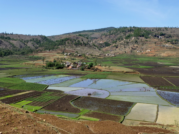 rizières ceinturant le village Ambodivona