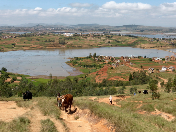 rizières Antsangasanga