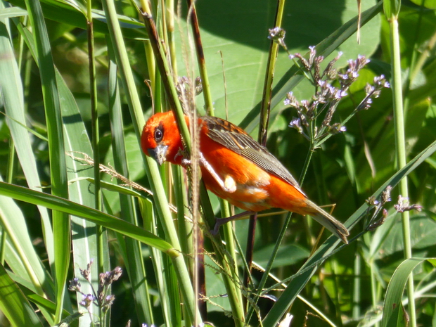 fodi cardinal