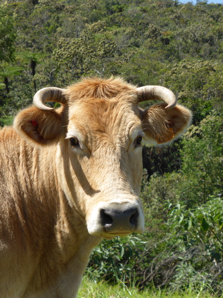 limousine ou blonde d' Aquitaine