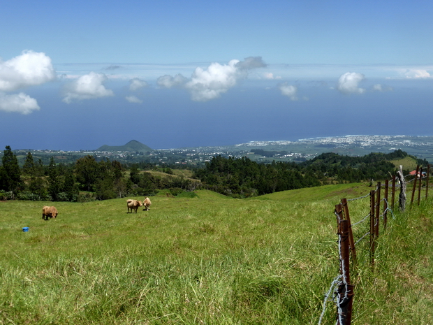 Piton de Mont Vert Terre Sainte St Pierre