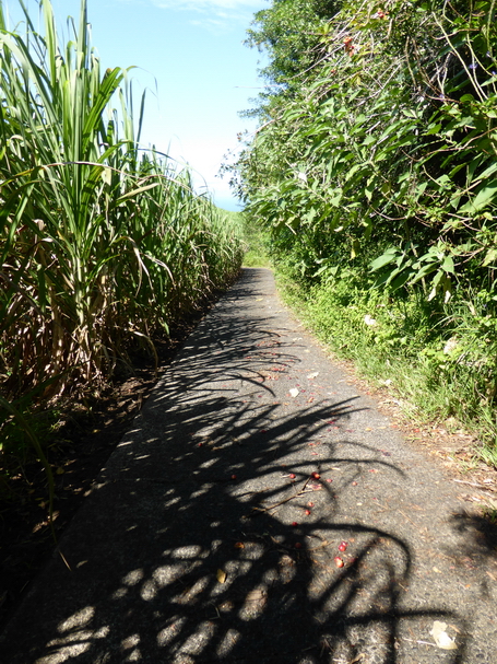 chemin de canne vers piton Bernard