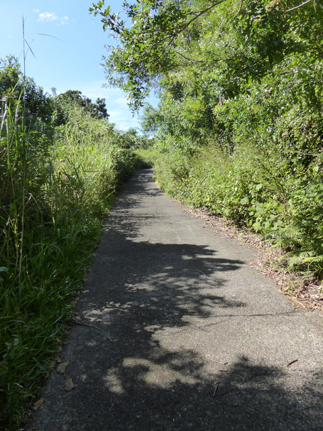 chemin de canne vers piton Bernard