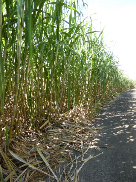 chemin de canne vers piton Bernard