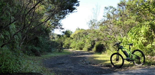 sentier forestier