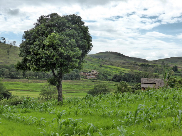 Village Tarazo