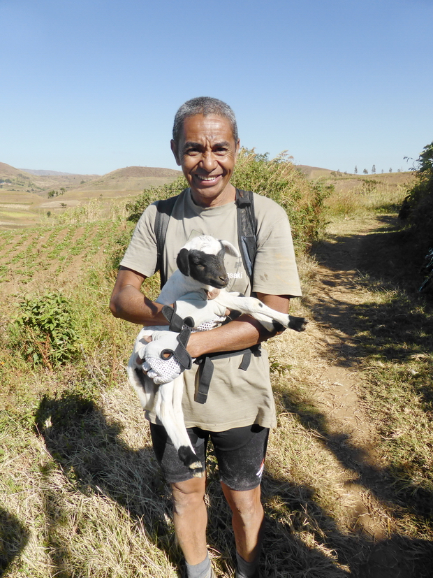 Doli guide et son mouton