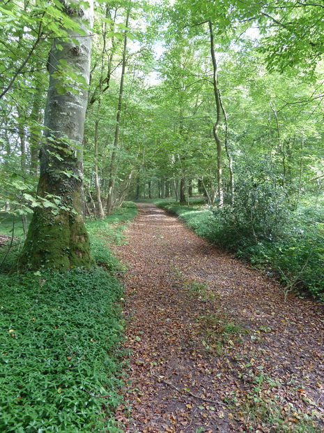 bois de la Coéte