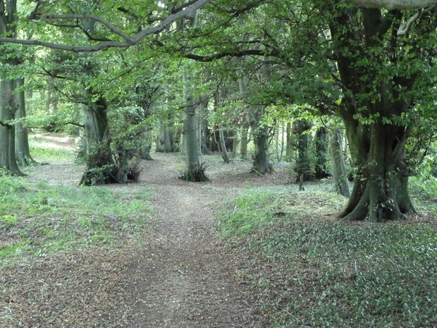 bois de Tournehem