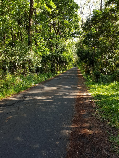 forêt Basse-Vallée