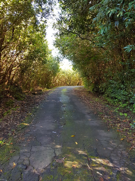 forêt Basse-Vallée