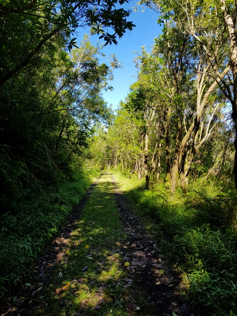 Route forestière des Camphriers