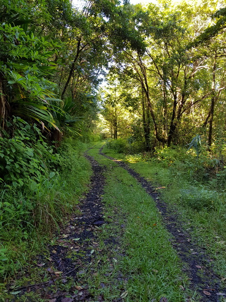 forêt Mare-Longue