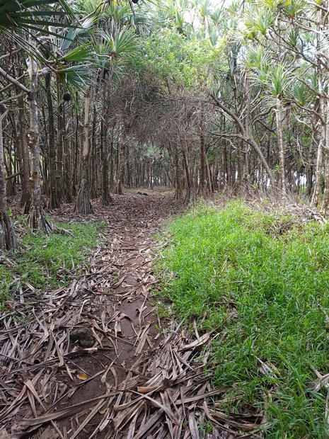 Pointe Delcy chemin-du-littoral