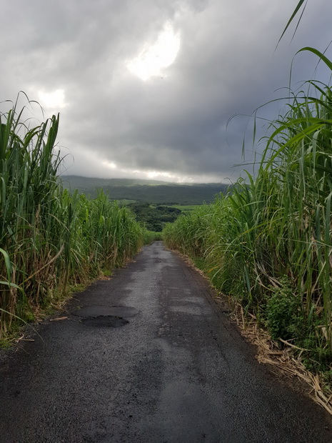 route forêt Mare-Longue