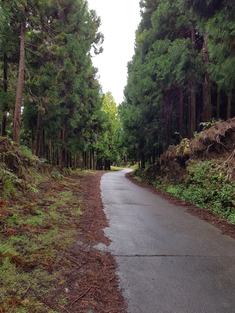 forêt des Hauts sous le Vent