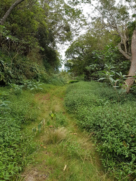 Descente du Maïdo chemin forestier de l'Eperon